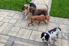pawsomepals-dog-boarding-1