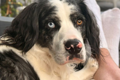 pawsomepals-dog-boarding-10