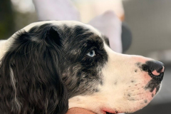 pawsomepals-dog-boarding-11