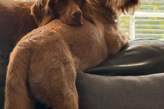 pawsomepals-dog-boarding-12