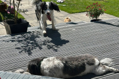 pawsomepals-dog-boarding-13