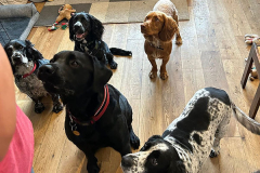 pawsomepals-dog-boarding-14