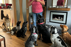pawsomepals-dog-boarding-15