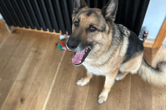 pawsomepals-dog-boarding-16