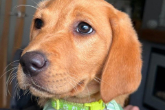 pawsomepals-dog-boarding-17