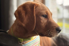 pawsomepals-dog-boarding-18