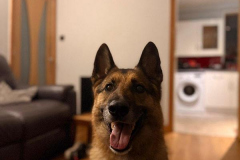 pawsomepals-dog-boarding-19