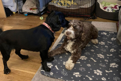 pawsomepals-dog-boarding-2