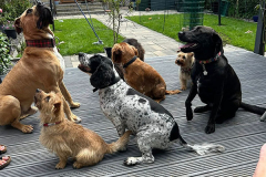 pawsomepals-dog-boarding-20