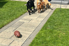 pawsomepals-dog-boarding-21