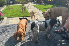 pawsomepals-dog-boarding-22