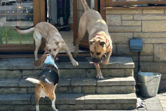 pawsomepals-dog-boarding-23