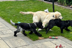 pawsomepals-dog-boarding-24