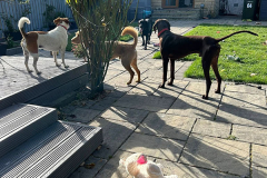 pawsomepals-dog-boarding-26
