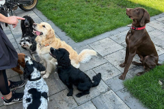 pawsomepals-dog-boarding-27
