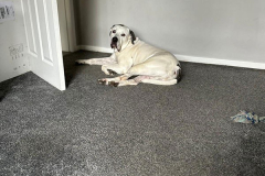 pawsomepals-dog-boarding-28