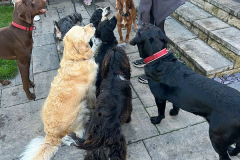 pawsomepals-dog-boarding-29