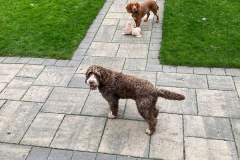 pawsomepals-dog-boarding-3