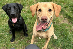 pawsomepals-dog-boarding-30