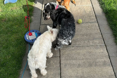 pawsomepals-dog-boarding-31