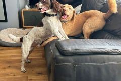 pawsomepals-dog-boarding-32
