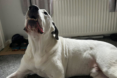 pawsomepals-dog-boarding-33
