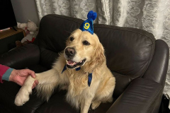 pawsomepals-dog-boarding-34