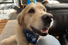 pawsomepals-dog-boarding-35