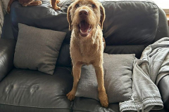 pawsomepals-dog-boarding-4