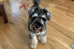 pawsomepals-dog-boarding-6