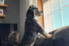 pawsomepals-dog-boarding-7