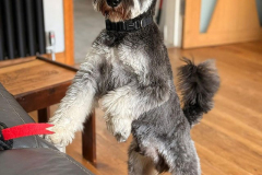 pawsomepals-dog-boarding-8