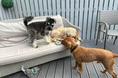 pawsomepals-dog-boarding-9