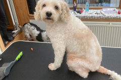 pawsomepals-dog-grooming-1