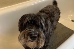 pawsomepals-dog-grooming-10