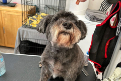 pawsomepals-dog-grooming-11