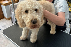 pawsomepals-dog-grooming-12