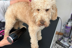 pawsomepals-dog-grooming-13
