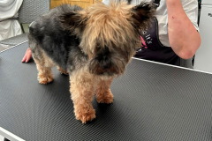 pawsomepals-dog-grooming-14