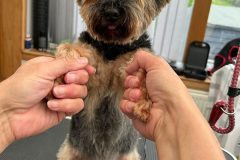 pawsomepals-dog-grooming-15