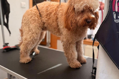 pawsomepals-dog-grooming-16