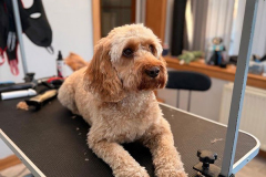 pawsomepals-dog-grooming-17