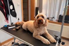 pawsomepals-dog-grooming-18