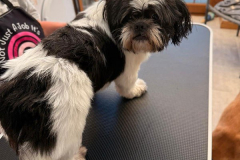 pawsomepals-dog-grooming-19