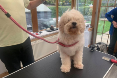 pawsomepals-dog-grooming-2