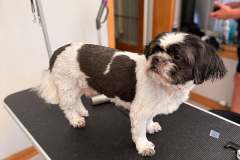 pawsomepals-dog-grooming-20