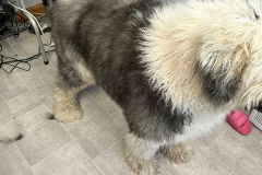 pawsomepals-dog-grooming-21