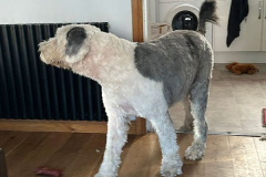 pawsomepals-dog-grooming-22