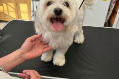 pawsomepals-dog-grooming-23