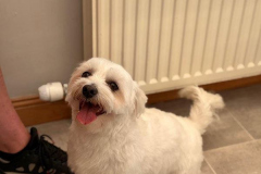 pawsomepals-dog-grooming-24